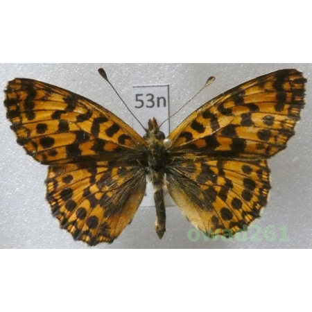 Boloria dia (Linnaeus, 1767) Czech53n